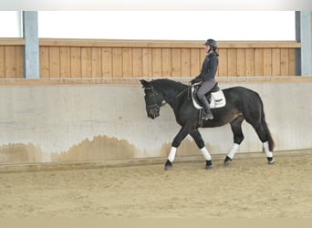 Plus de chevaux à sang chaud, Hongre, 4 Ans, 167 cm, Bai brun foncé