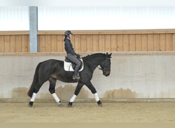 Plus de chevaux à sang chaud, Hongre, 4 Ans, 167 cm, Bai brun foncé