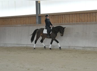 Plus de chevaux à sang chaud, Hongre, 4 Ans, 167 cm, Bai