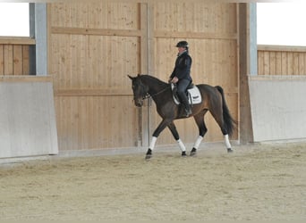 Plus de chevaux à sang chaud, Hongre, 4 Ans, 167 cm, Bai
