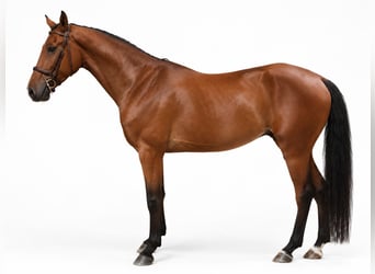 Plus de chevaux à sang chaud, Hongre, 4 Ans, 168 cm, Bai