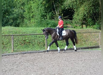 Plus de chevaux à sang chaud, Hongre, 4 Ans, 168 cm, Gris