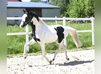 Plus de chevaux à sang chaud, Hongre, 4 Ans, 168 cm, Pinto