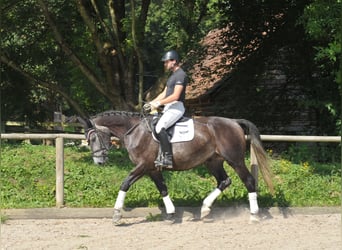 Plus de chevaux à sang chaud, Hongre, 4 Ans, 168 cm, Rouan bleu