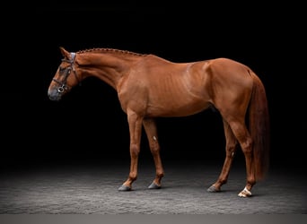 Plus de chevaux à sang chaud, Hongre, 4 Ans, 169 cm, Alezan
