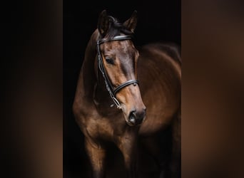 Plus de chevaux à sang chaud, Hongre, 4 Ans, 171 cm, Bai brun
