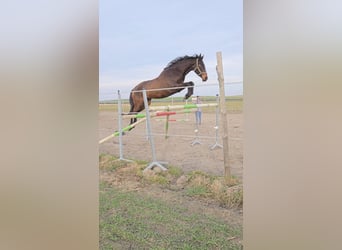 Plus de chevaux à sang chaud, Hongre, 4 Ans, 171 cm, Bai brun