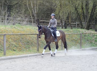 Plus de chevaux à sang chaud, Hongre, 4 Ans, 172 cm, Bai brun