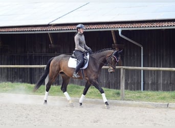 Plus de chevaux à sang chaud, Hongre, 4 Ans, 172 cm, Bai brun