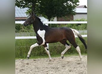 Plus de chevaux à sang chaud, Hongre, 4 Ans, 172 cm, Pinto