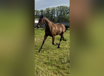 Plus de chevaux à sang chaud, Hongre, 4 Ans, 175 cm, Bai brun