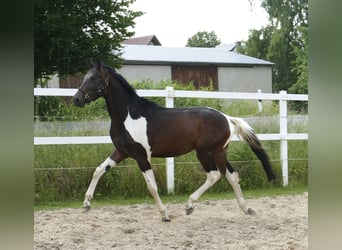 Plus de chevaux à sang chaud, Hongre, 4 Ans, 175 cm, Pinto