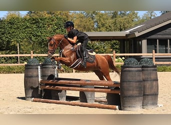Plus de chevaux à sang chaud, Hongre, 5 Ans, 127 cm, Alezan