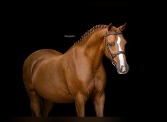 Plus de chevaux à sang chaud, Hongre, 5 Ans, 127 cm, Alezan