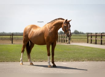 Plus de chevaux à sang chaud, Hongre, 5 Ans, 127 cm, Alezan