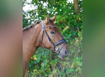 Plus de chevaux à sang chaud, Hongre, 5 Ans, 150 cm, Pinto