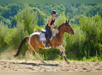 Plus de chevaux à sang chaud, Hongre, 5 Ans, 150 cm, Pinto