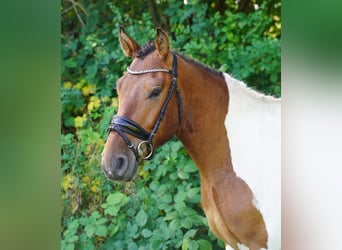 Plus de chevaux à sang chaud, Hongre, 5 Ans, 150 cm, Pinto