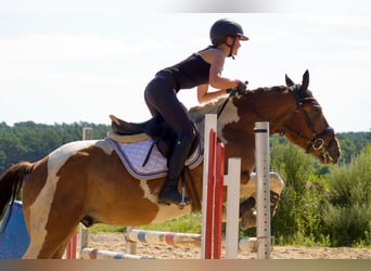 Plus de chevaux à sang chaud, Hongre, 5 Ans, 150 cm, Pinto