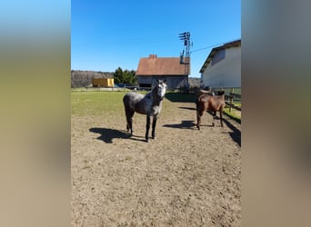 Plus de chevaux à sang chaud, Hongre, 5 Ans, 152 cm, Gris pommelé