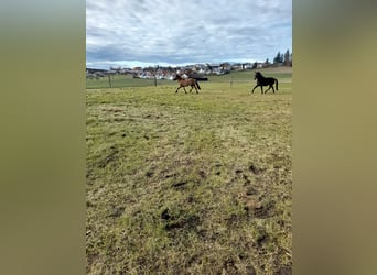 Plus de chevaux à sang chaud Croisé, Hongre, 5 Ans, 153 cm, Bai brun