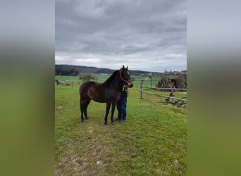 Plus de chevaux à sang chaud Croisé, Hongre, 5 Ans, 153 cm, Bai brun