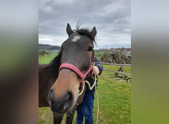 Plus de chevaux à sang chaud Croisé, Hongre, 5 Ans, 153 cm, Bai brun