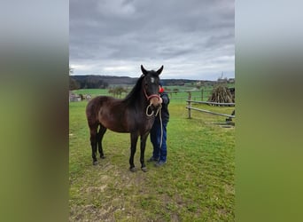 Plus de chevaux à sang chaud Croisé, Hongre, 5 Ans, 153 cm, Bai brun