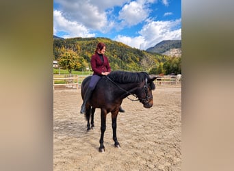 Plus de chevaux à sang chaud, Hongre, 5 Ans, 153 cm, Bai brun