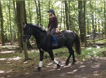 Plus de chevaux à sang chaud, Hongre, 5 Ans, 155 cm, Gris noir