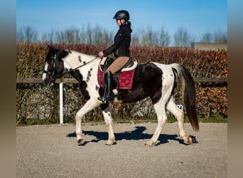 Plus de chevaux à sang chaud, Hongre, 5 Ans, 155 cm, Pinto