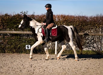 Plus de chevaux à sang chaud, Hongre, 5 Ans, 155 cm, Pinto