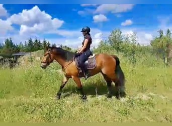 Plus de chevaux à sang chaud, Hongre, 5 Ans, 157 cm, Bai clair