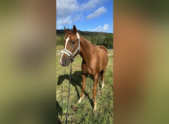 Plus de chevaux à sang chaud, Hongre, 5 Ans, 159 cm, Alezan