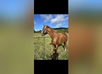 Plus de chevaux à sang chaud, Hongre, 5 Ans, 159 cm, Alezan