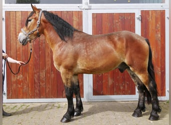 Plus de chevaux à sang chaud Croisé, Hongre, 5 Ans, 160 cm