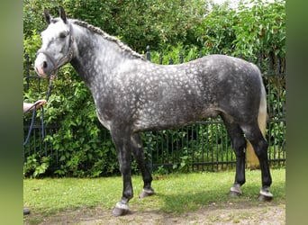 Plus de chevaux à sang chaud, Hongre, 5 Ans, 160 cm, Gris pommelé