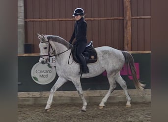 Plus de chevaux à sang chaud, Hongre, 5 Ans, 161 cm, Gris