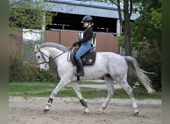 Plus de chevaux à sang chaud, Hongre, 5 Ans, 161 cm, Gris