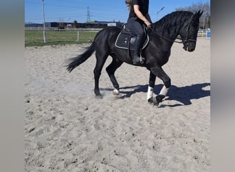 Plus de chevaux à sang chaud Croisé, Hongre, 5 Ans, 162 cm, Noir