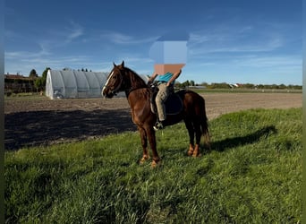 Plus de chevaux à sang chaud Croisé, Hongre, 5 Ans, 163 cm, Alezan brûlé