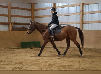 Plus de chevaux à sang chaud, Hongre, 5 Ans, 163 cm, Bai cerise