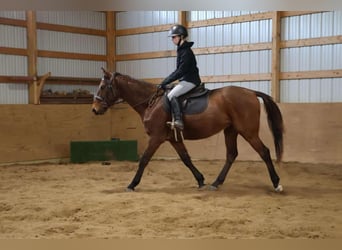 Plus de chevaux à sang chaud, Hongre, 5 Ans, 163 cm, Bai cerise