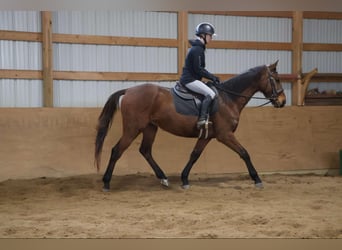 Plus de chevaux à sang chaud, Hongre, 5 Ans, 163 cm, Bai cerise