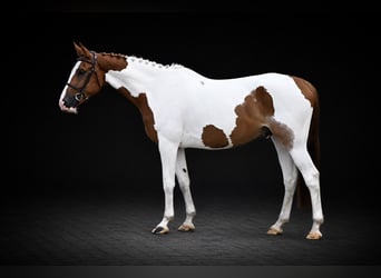 Plus de chevaux à sang chaud, Hongre, 5 Ans, 164 cm, Pinto