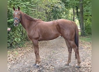 Plus de chevaux à sang chaud, Hongre, 5 Ans, 165 cm, Alezan