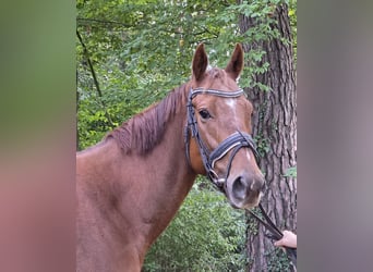 Plus de chevaux à sang chaud, Hongre, 5 Ans, 165 cm, Alezan