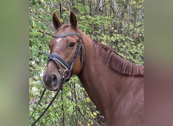 Plus de chevaux à sang chaud, Hongre, 5 Ans, 165 cm, Alezan