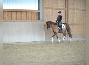 Plus de chevaux à sang chaud, Hongre, 5 Ans, 167 cm, Alezan