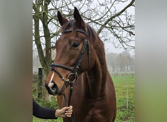 Plus de chevaux à sang chaud, Hongre, 5 Ans, 167 cm, Bai